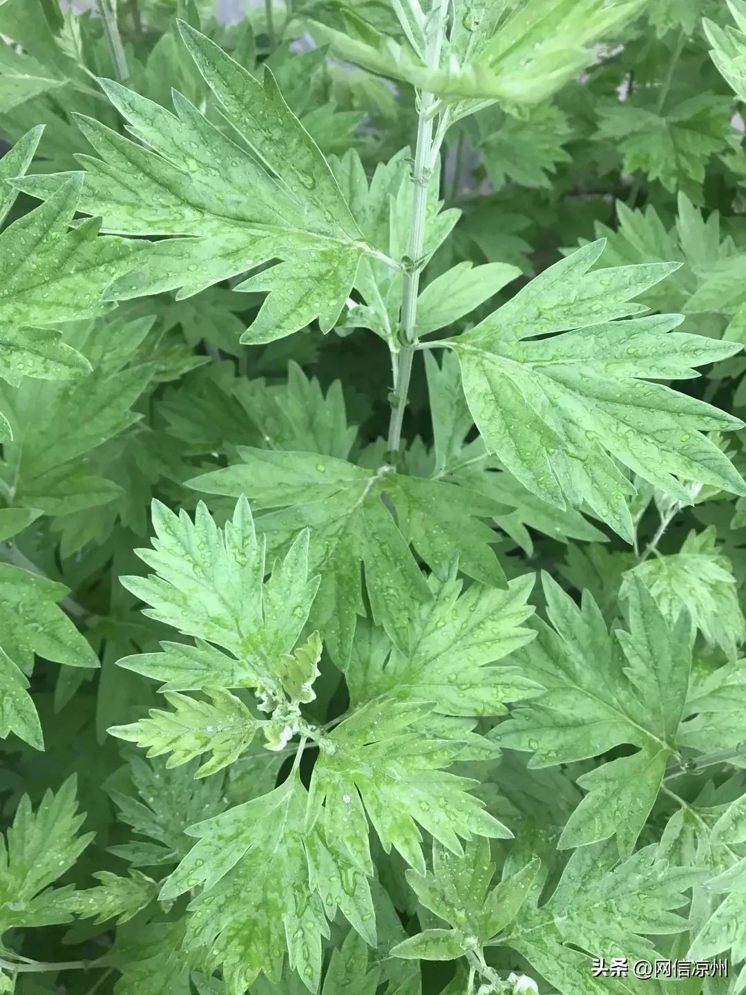 端午节习俗中有和花有关的吗,端午节的由来和相关的民俗活动