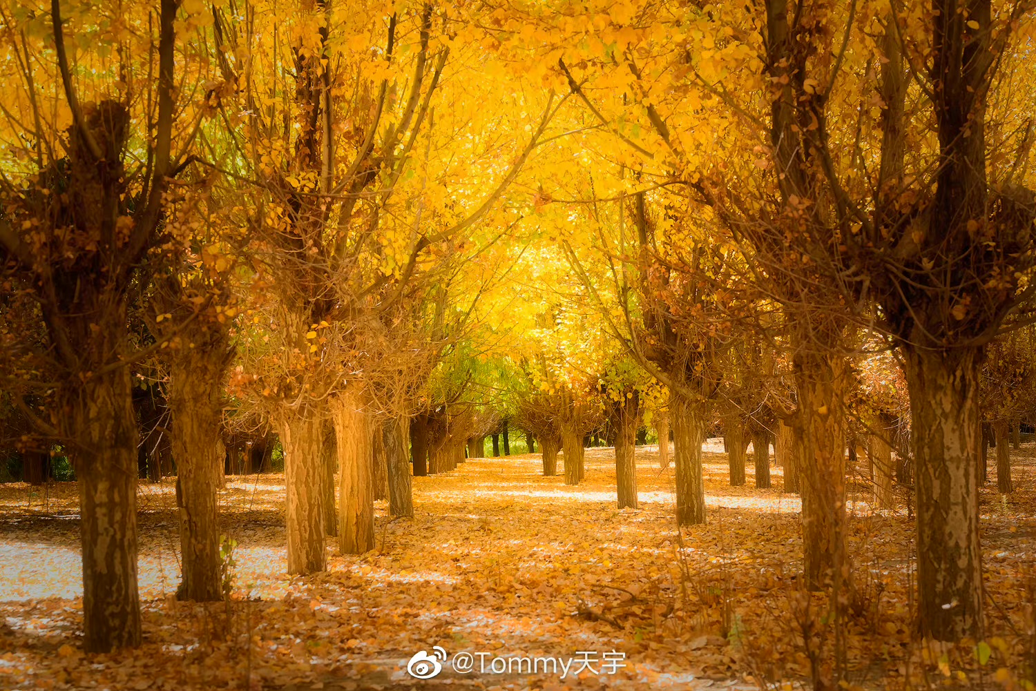 错过了十月的*藏西**，你就错过了这个星球最壮丽的秋色