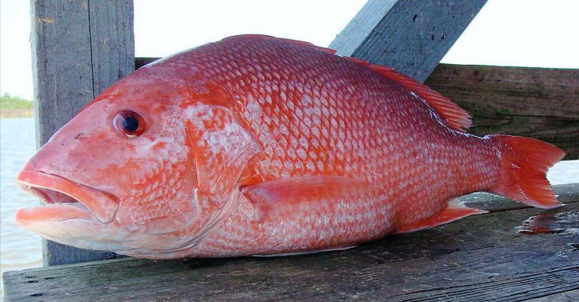 美国禁止的十大食物,美国十大不能吃的食物