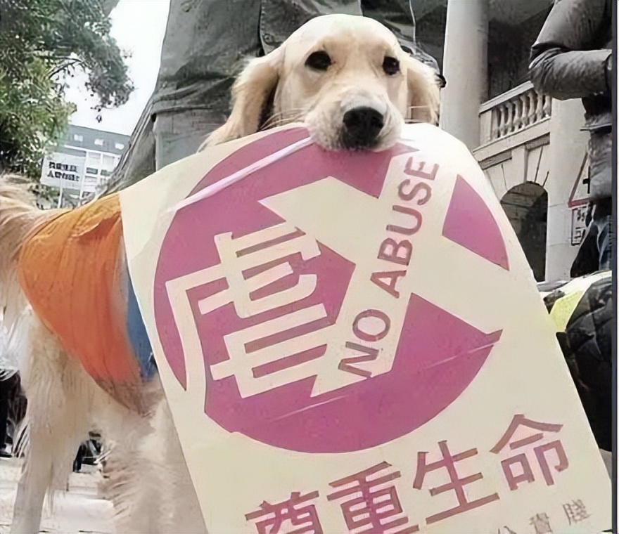 猫咪终究没能避开越南人的屠刀,越南人日食上万只猫,为啥爱吃猫