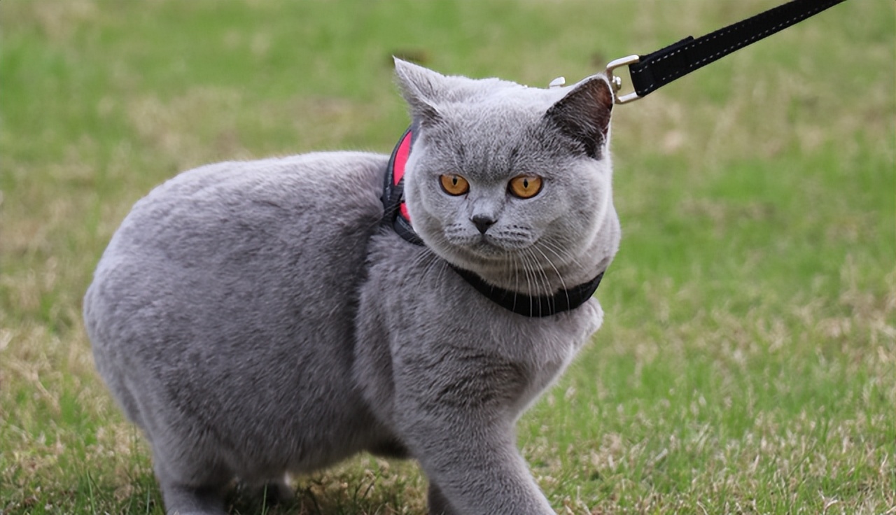 买猫推荐不怎么掉毛,买猫不被坑