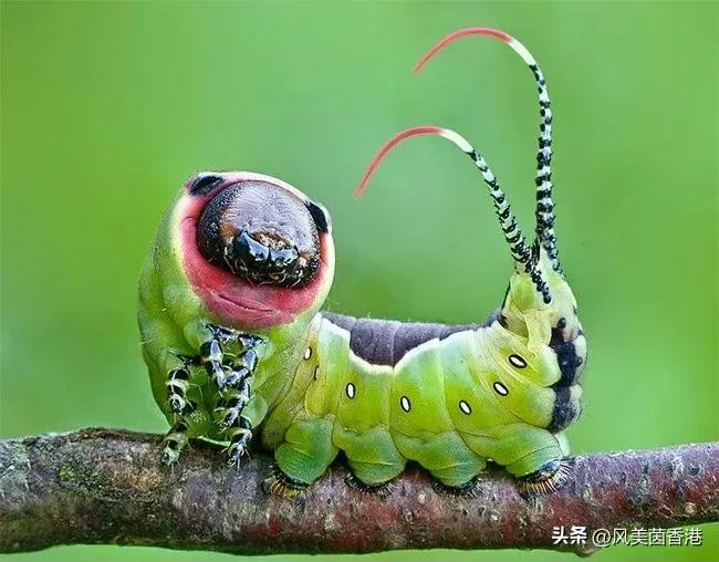 怒伤肝养生话术,惊蜇的两个含义