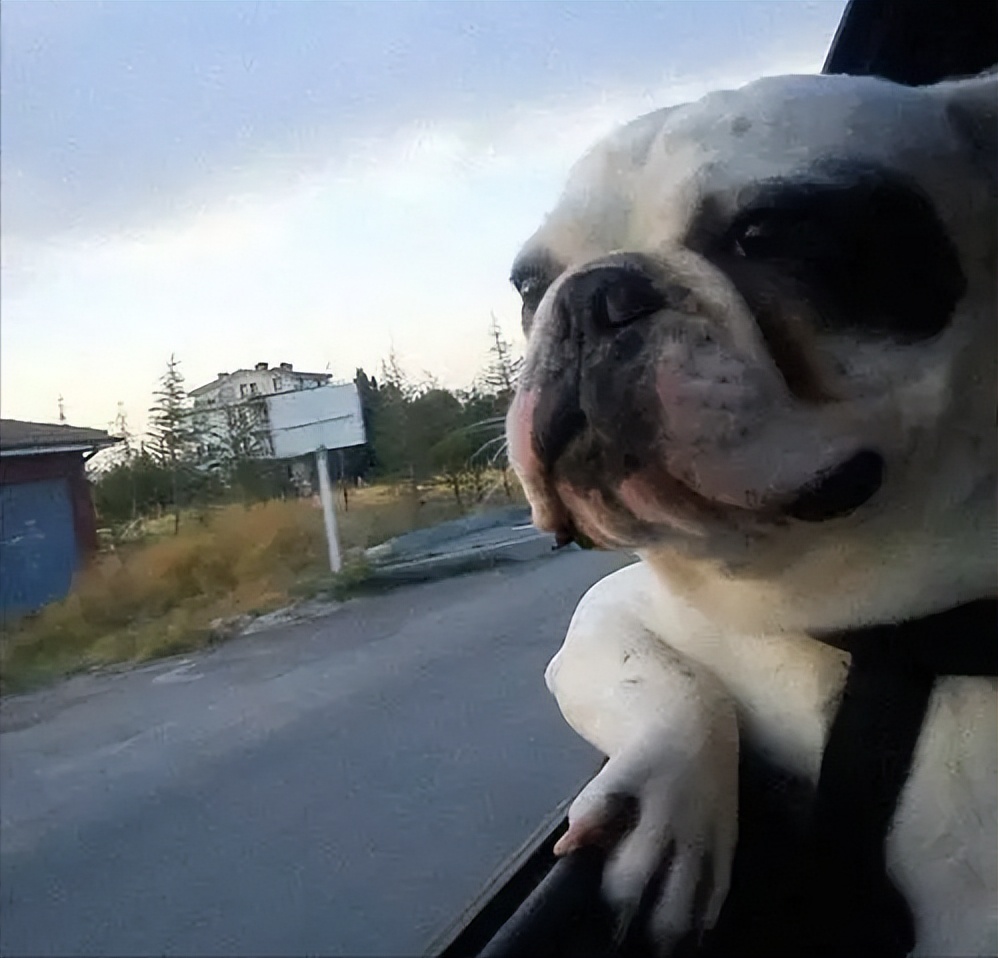 幼犬狗粮排行榜前十名测试,幼犬狗粮推荐性价比排行榜