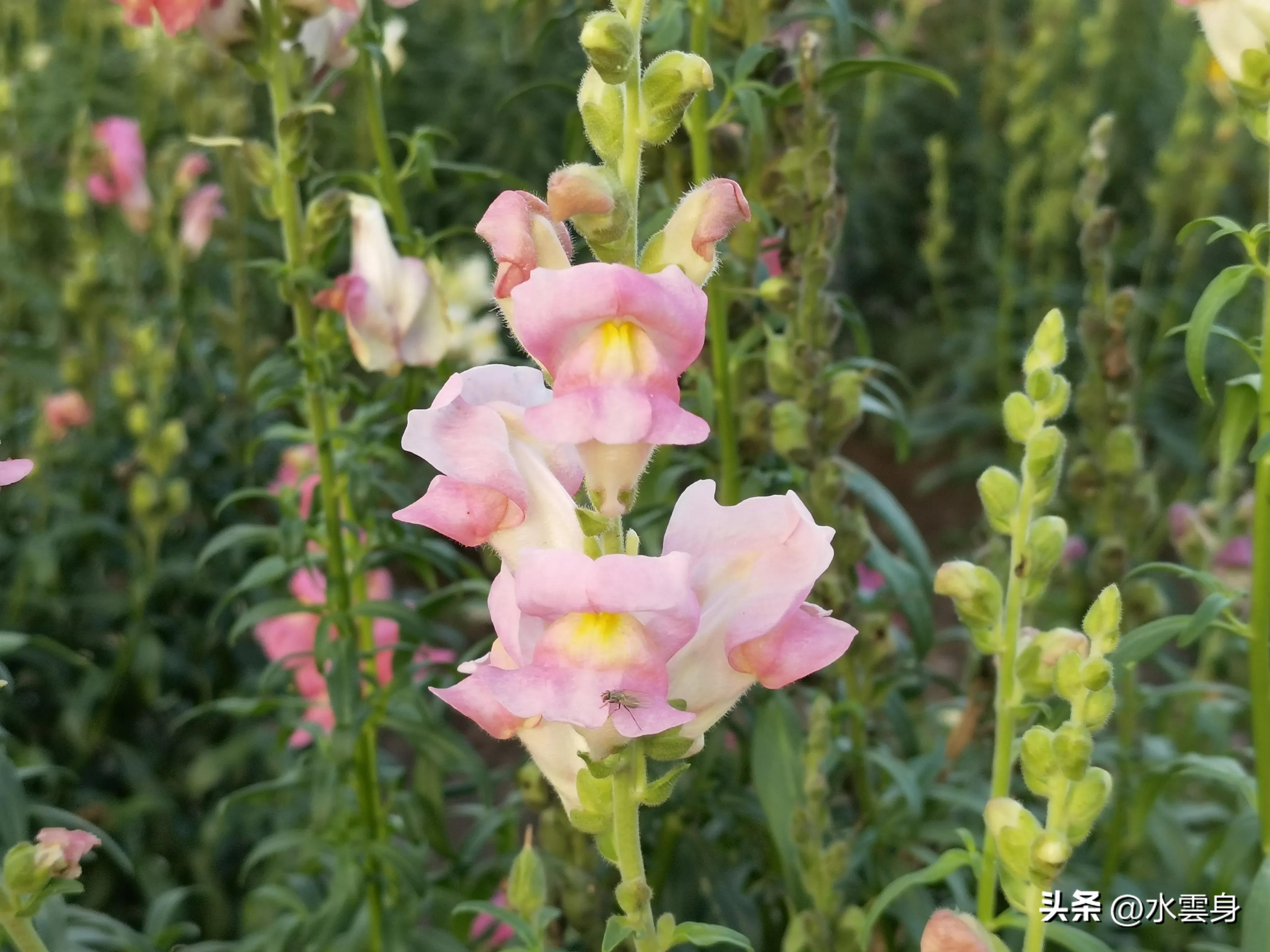 京郊赏花自驾游线路推荐,京郊免费景点一日自驾游路线攻略