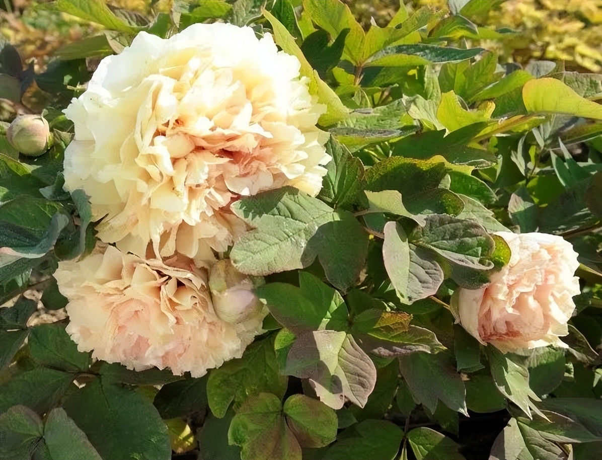 这个牡丹中的稀有品种，你知道是怎么培育出来的吗？