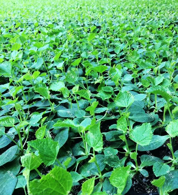 香瓜的农耕特点,香瓜的起源地在哪里