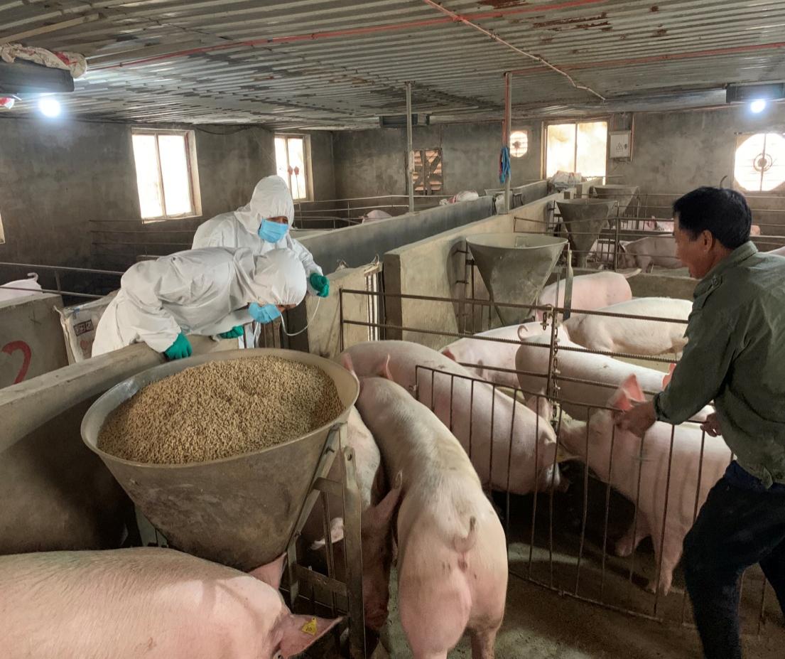 【温馨提示】这样做可以有效预防非洲猪瘟