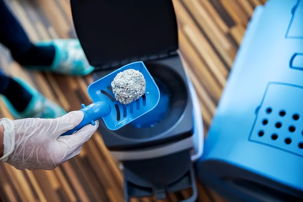 养猫指南入门,猫怎么养最全的新手养猫攻略