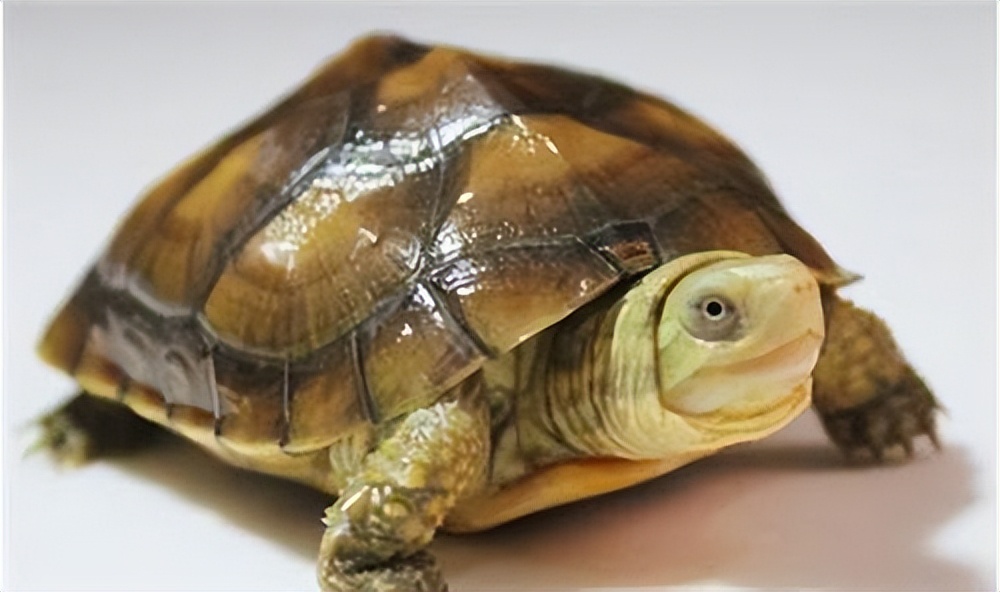 宠物乌龟饲养视频,宠物乌龟饲养方法