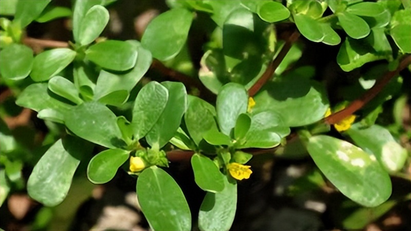 茅山国学文化亲子游,茅山民俗文化艺术