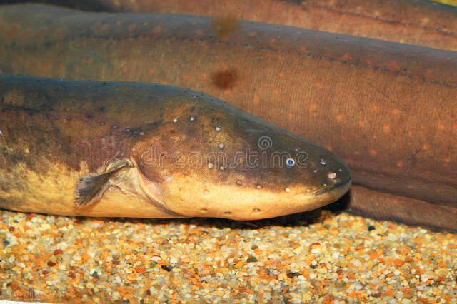 新能源电池突破也许还要靠它，地球上最会用电的动物-电鳗