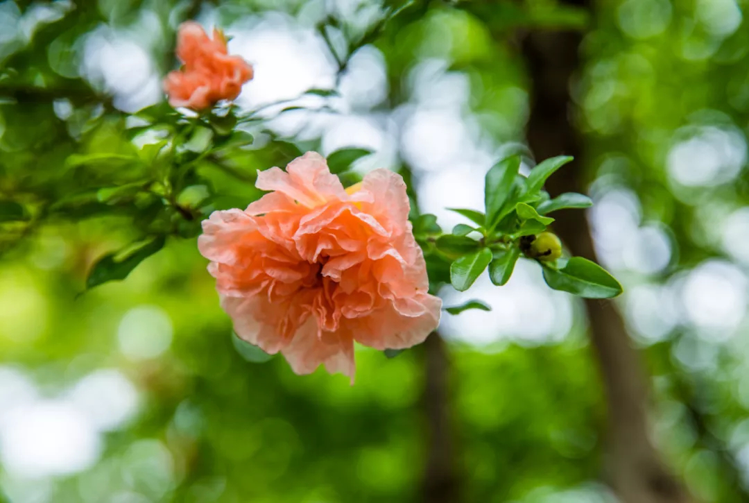 花开千叶红，无需藉春风——五月榴花，浓情似火燃，丹若照长安