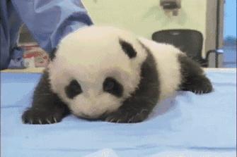 旅日大熊猫回国日本人反应,四只旅日大熊猫陆续归国