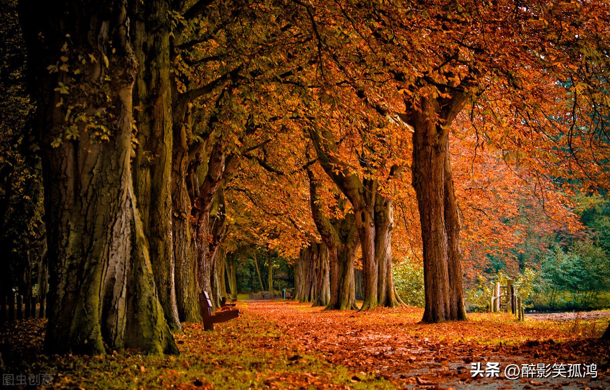 语文三年级上册第5-6单元重点习题,三年级上册语文人教版单元复习题