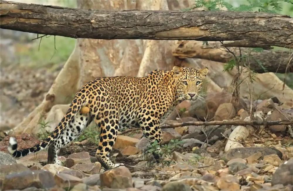 花豹在路边咬住牛,花豹被牛顶死
