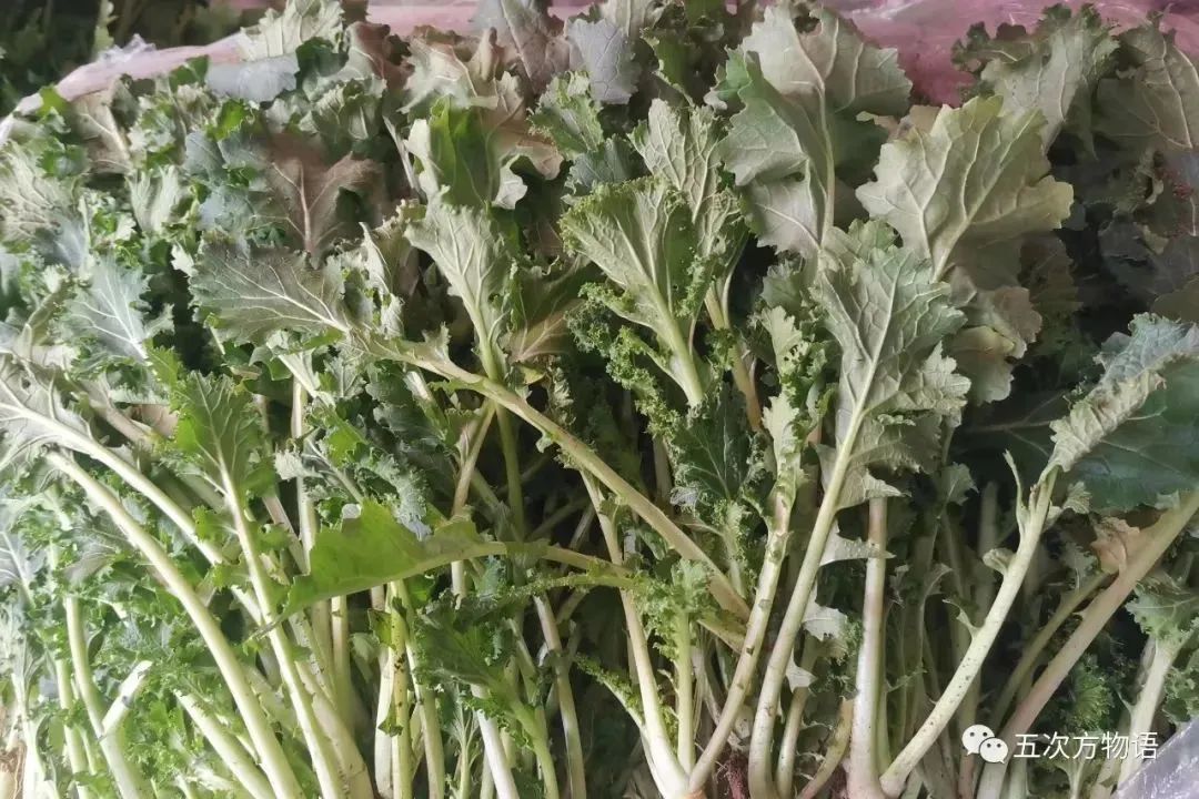 根类食物大全 (5种根菜类的食材)