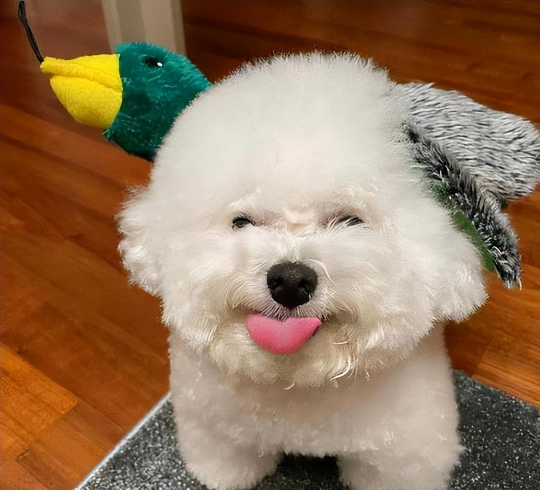 三四个月的比熊有什么表现,7个月的比熊应该是什么样的