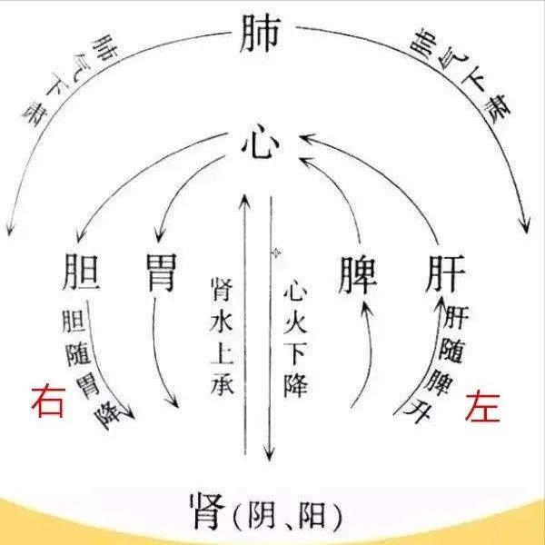 调气，是中医治病的关键所在，气有哪些作用？气又是如何运动的？