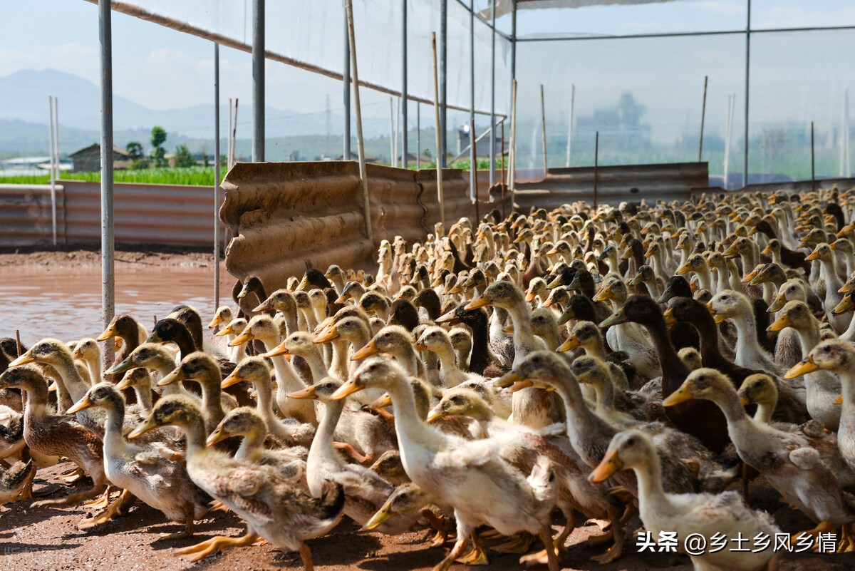 提高蛋鸭产蛋量四季管理有技巧,冬天怎么提高鸭产蛋率