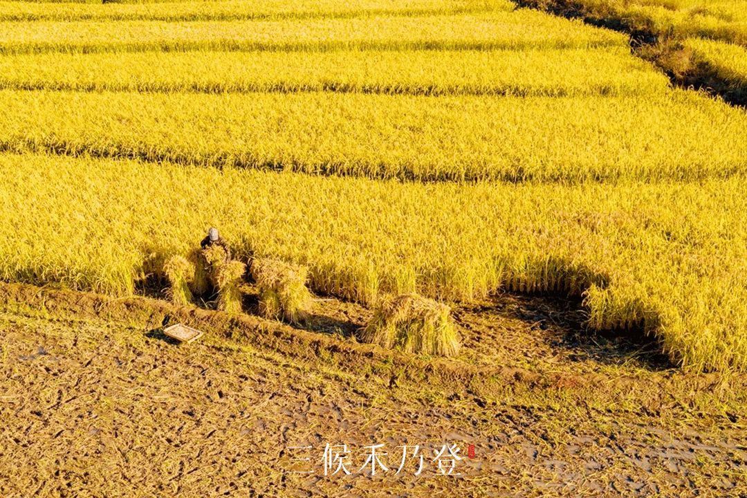 处暑的读音,处暑节气