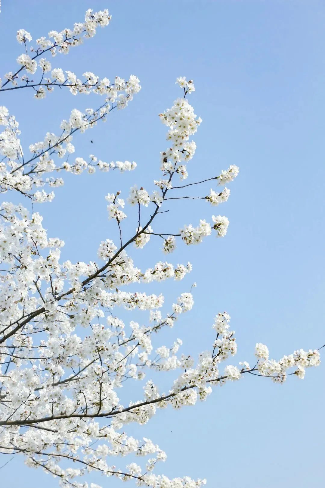 雨樱也浪漫！浙工大美美美！