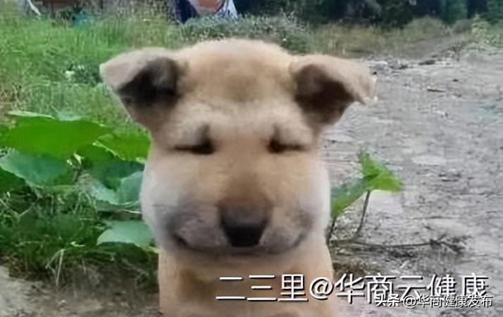 实用知识：赏花被蜂追，摆啥姿势安全？