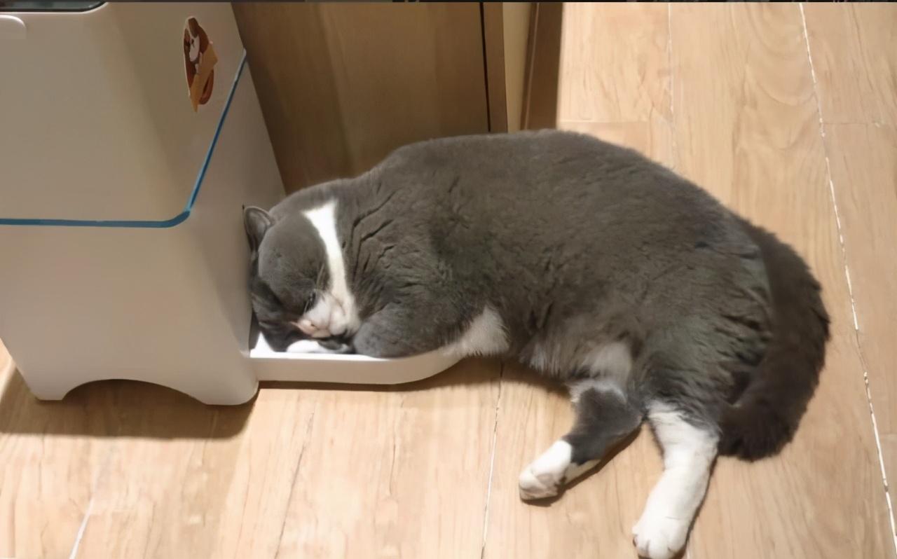 猫咪得狂犬病的前兆是什么症状,猫咪狂犬病的主要表现是什么症状