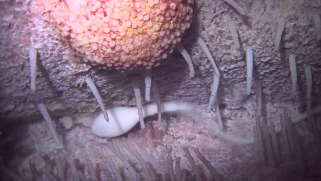 4000万精子“赛跑”，只有一颗胜出，失败的最后都去哪了？