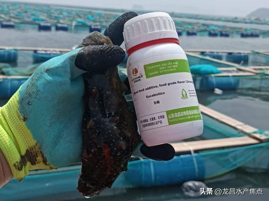 海参肠道问题,海参肠的危害