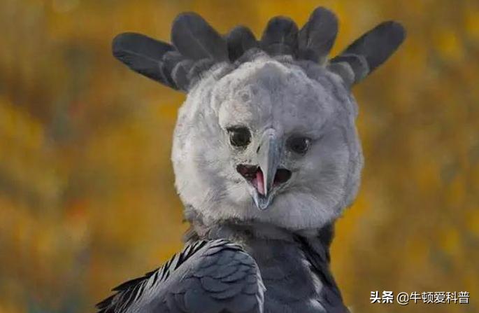 世界十大猛禽角鹰,猛禽金雕是什么鸟