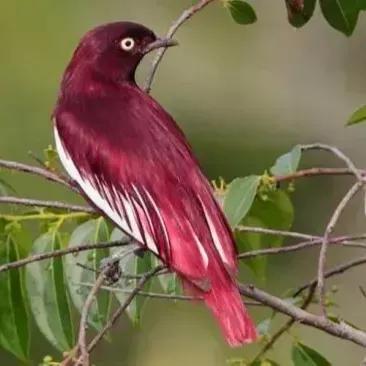 奇怪的小鸟视频,稀奇古怪的鸟