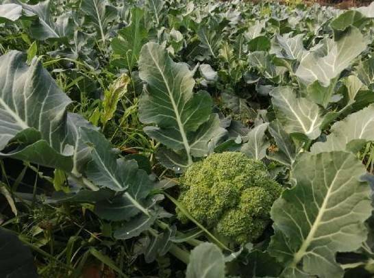 日本垄断的西兰花,西兰花种子垄断