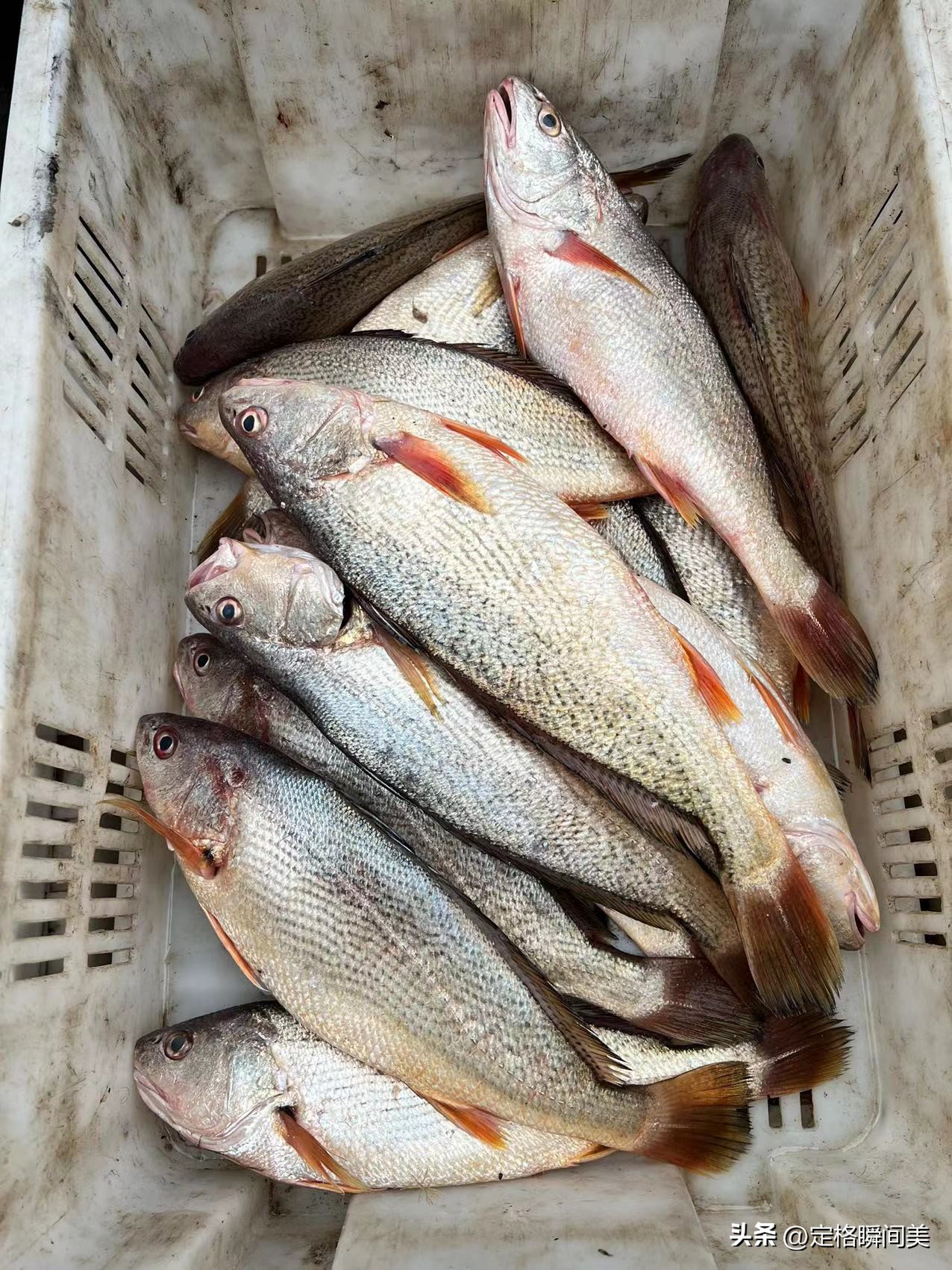 青岛鲳鱼价格,青岛今天鲳鱼价格最新行情