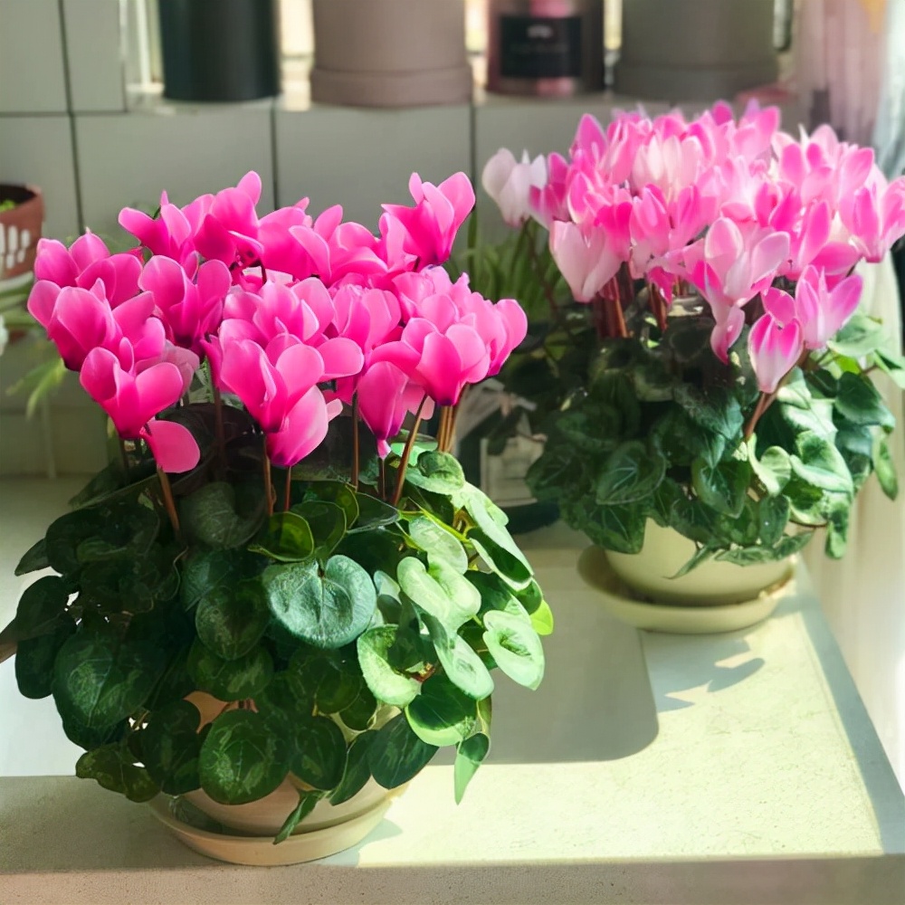 4种花适合新手养漂亮好养,20种坑人的花