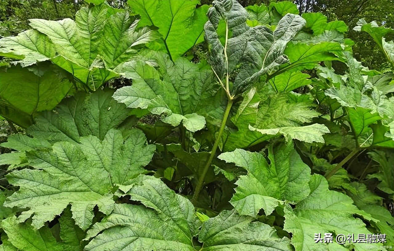 盘点6种南方“特有”的蔬菜,南方特有的蔬菜是什么菜