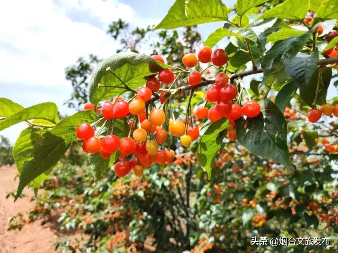 烟台文旅旅游,烟台文旅活动攻略