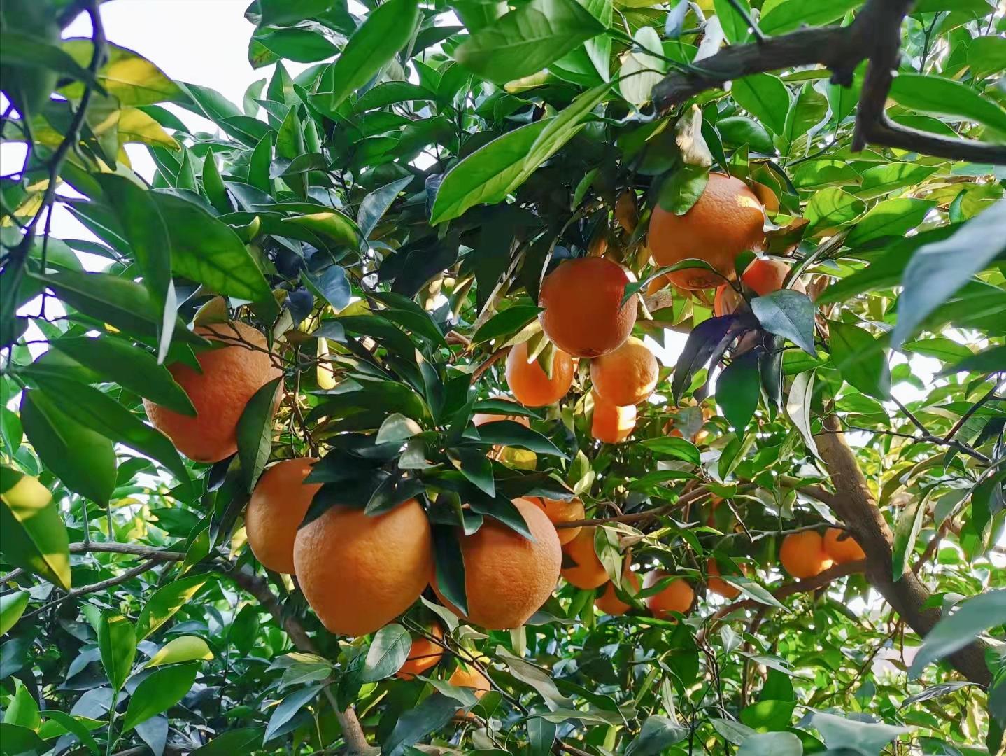 果园里的杂草怎么消灭最好,果园杂草太多如何科学控草