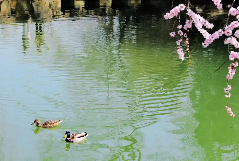 2023年春节是什么样的,2023年春节有什么不一样的