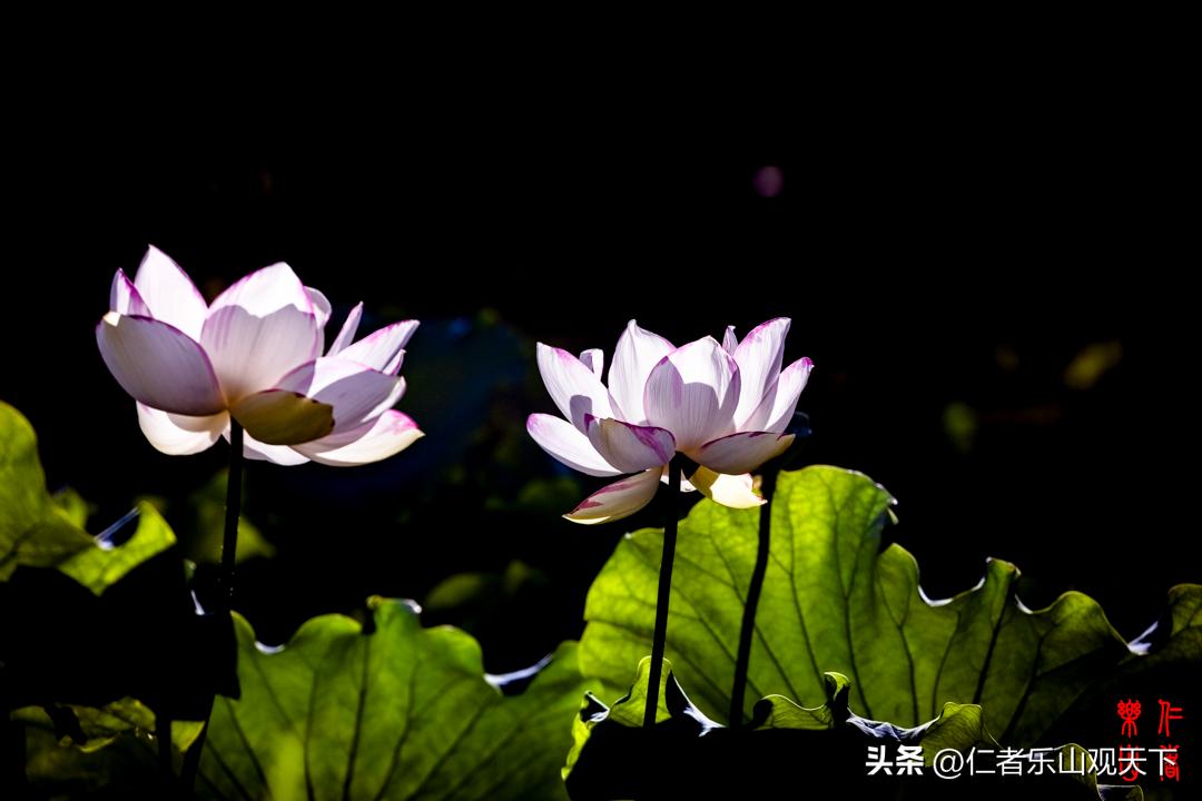 最后的摇曳——只为那绳命的回晃