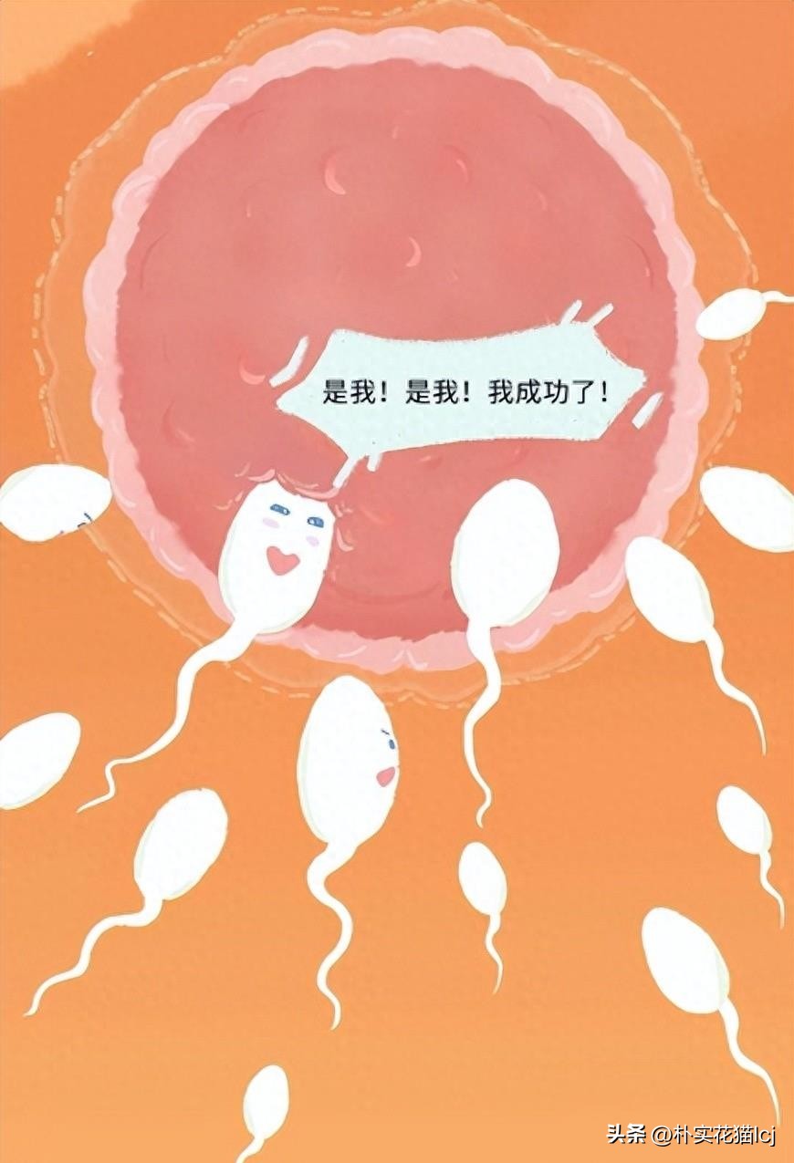 精子受孕未成功后去哪了,没有成功受孕的精子都去哪里了