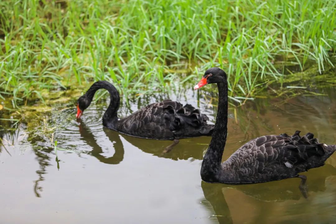荷你有约周末去武隆逛荷花节可好,今夏荷你有约新余已开启赏荷模式