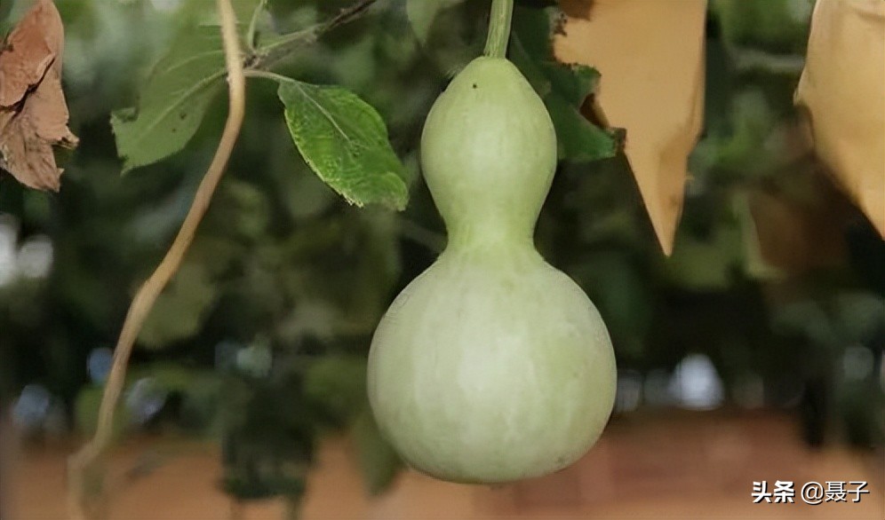 童年记忆宝葫芦,葫芦小金刚国漫童年回忆分享