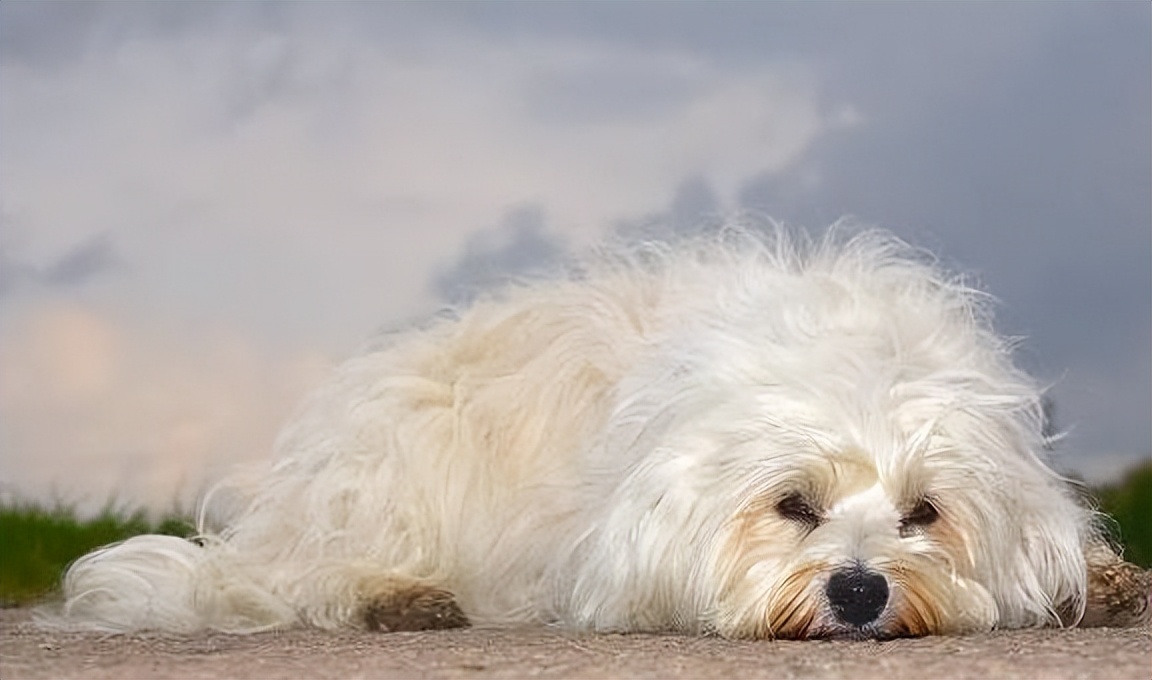 小时候黄色毛茸茸的狗狗,小时候白白胖胖的狗狗