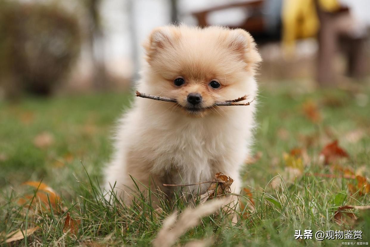 迷你小狗狗品种好养,宠物小狗养哪个品种比较好