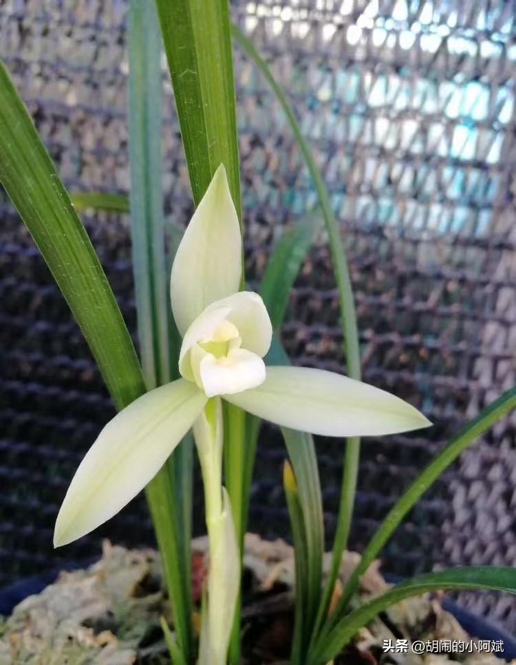 雪兰最好的兰花品种,最值得养的素心兰花