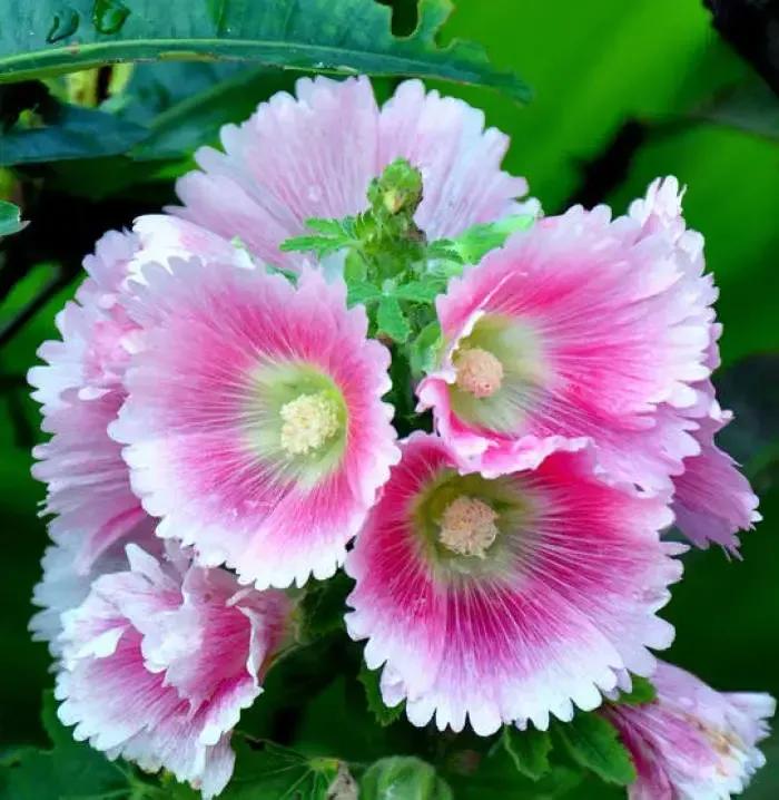 在春暖花开季节遇见浪漫,浪漫总是发生在春暖花开时配音