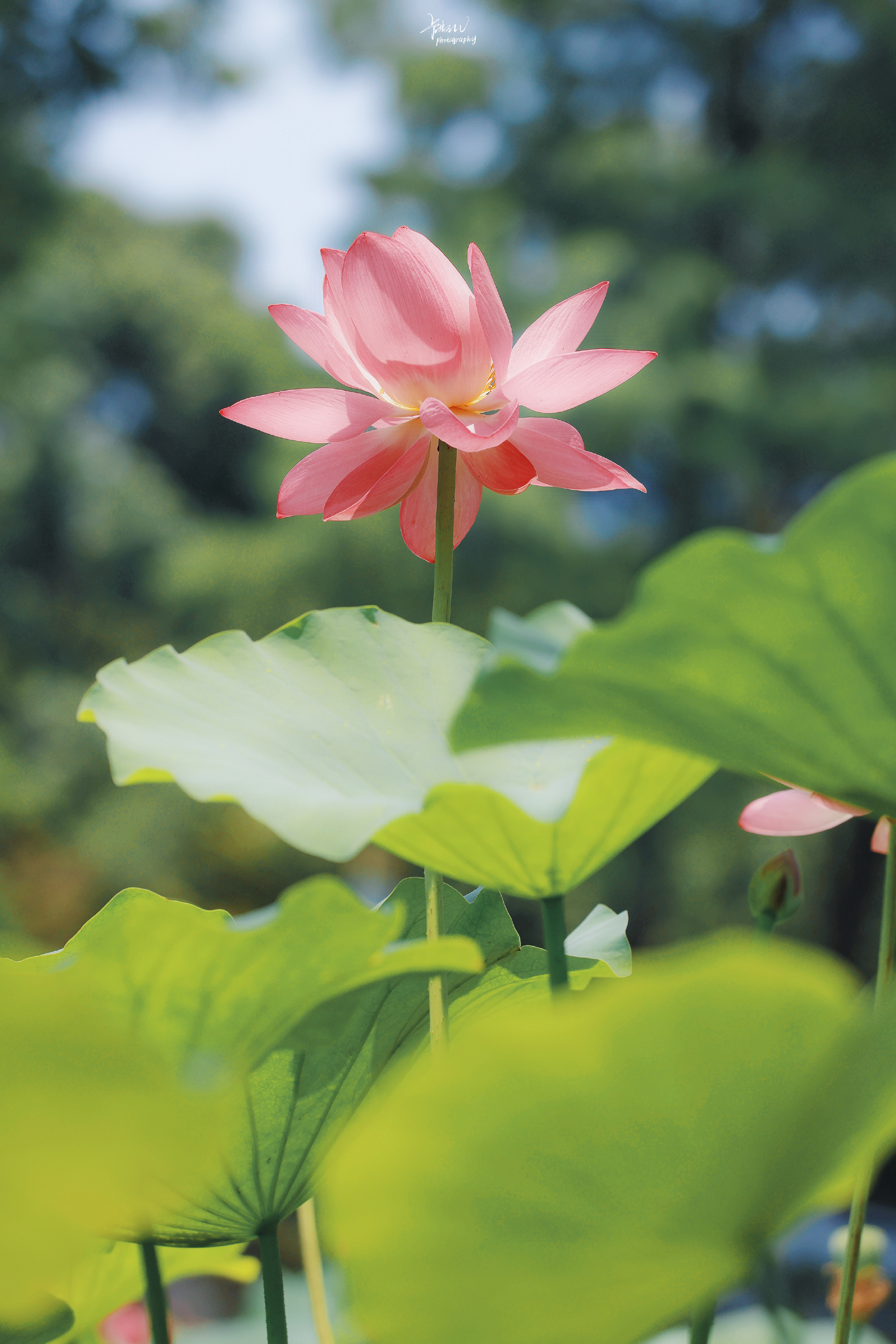 鑽疯姳鎽勫奖浣滃搧鍏ㄩ泦,鑽疯姳鎽勫奖浣滃搧閲戝