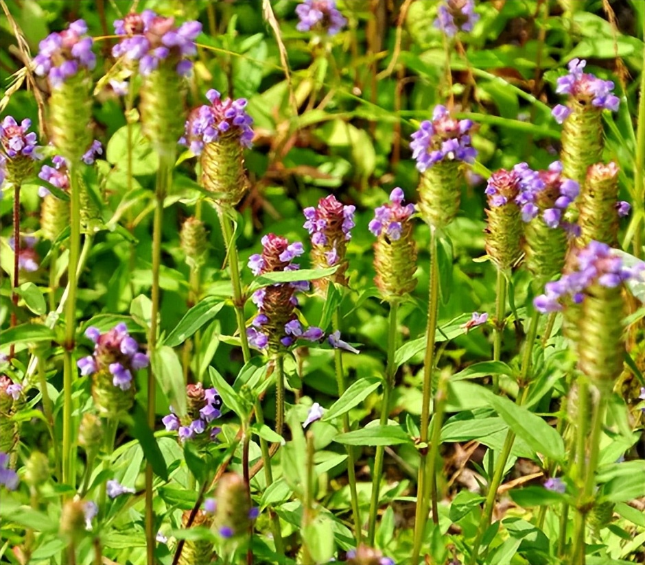 什么植物增收最好养活,农村山里有哪些值钱的植物