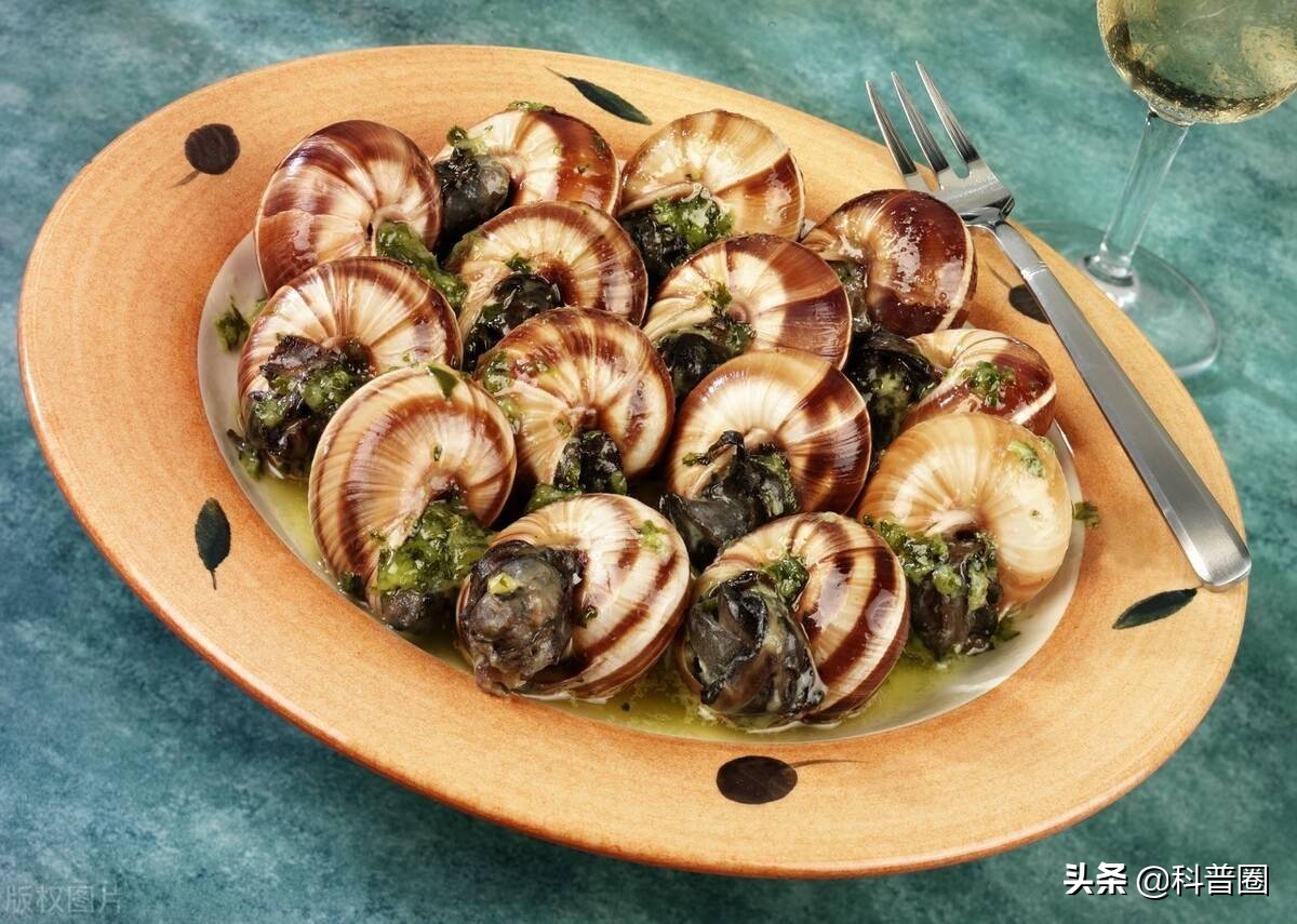 法国蜗牛非洲蜗牛,法国蜗牛与白玉蜗牛