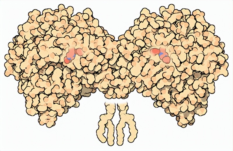 打球身上痒是什么原因,运动后皮肤瘙痒的原因有哪些